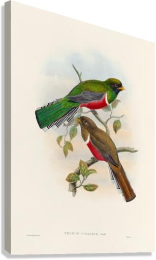 John Gould trogons 041 Canvas Print