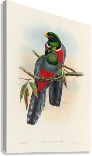 John Gould trogons 044 Canvas Print