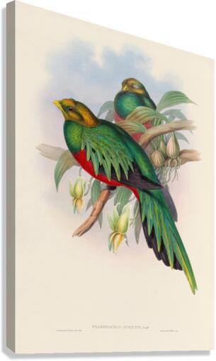 John Gould trogons 003 Canvas Print