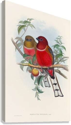 John Gould trogons 021 Canvas Print