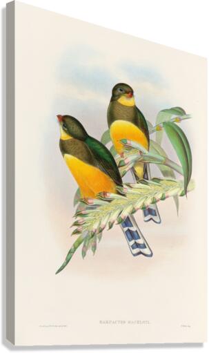 John Gould trogons 025 Canvas Print