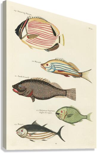 Colourful and surreal illustrations of fishes found in Moluccas Indonesia and the East Indies by Louis Renard 1678 -1746 from Histoire naturelle des plus rares curiositez de la mer des Indes 1754. Canvas Print