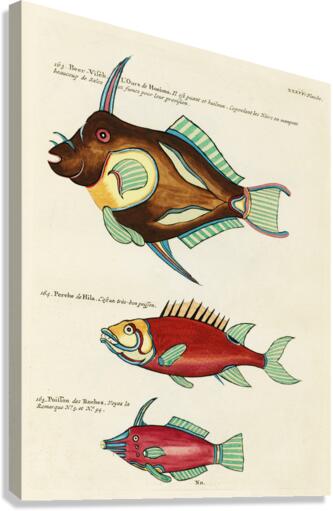 Colourful and surreal illustrations of fishes found in Moluccas Indonesia and the East Indies by Louis Renard 1678 -1746 from Histoire naturelle des plus rares curiositez de la mer des Indes 1754. Canvas Print