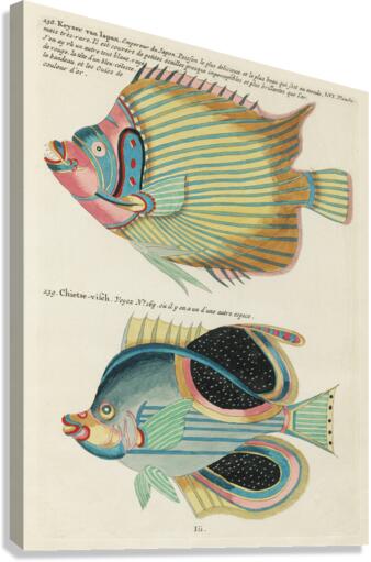 Colourful and surreal illustrations of fishes found in Moluccas Indonesia and the East Indies by Louis Renard 1678 -1746 from Histoire naturelle des plus rares curiositez de la mer des Indes 1754. Canvas Print