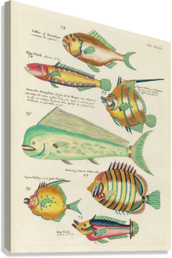 Colourful and surreal illustrations of fishes found in Moluccas Indonesia and the East Indies by Louis Renard 1678 -1746 from Histoire naturelle des plus rares curiositez de la mer des Indes 1754. Canvas Print