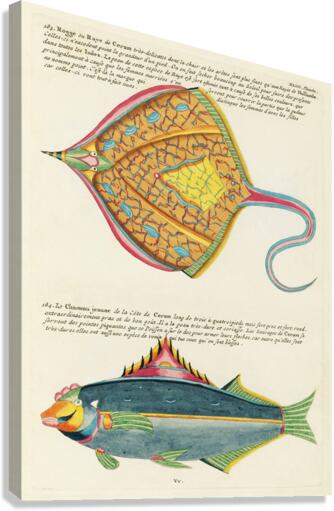 Colourful and surreal illustrations of fishes found in Moluccas Indonesia and the East Indies by Louis Renard 1678 -1746 from Histoire naturelle des plus rares curiositez de la mer des Indes 1754. Canvas Print