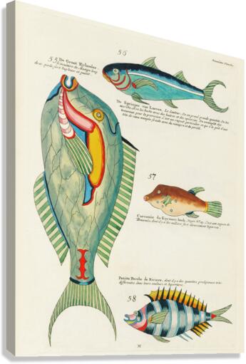 Colourful and surreal illustrations of fishes found in Moluccas Indonesia and the East Indies by Louis Renard 1678 -1746 from Histoire naturelle des plus rares curiositez de la mer des Indes 1754. Canvas Print