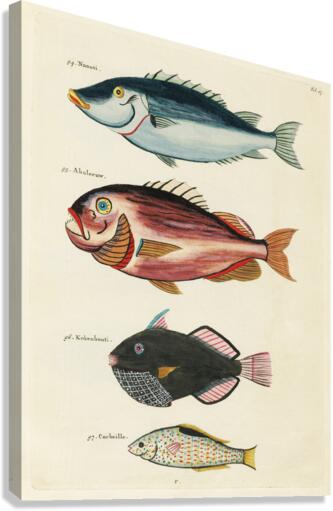 Colourful and surreal illustrations of fishes found in Moluccas Indonesia and the East Indies by Louis Renard 1678 -1746 from Histoire naturelle des plus rares curiositez de la mer des Indes 1754. Canvas Print