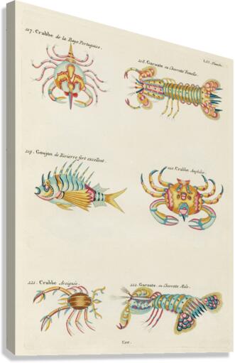 Colourful and surreal illustrations of crabs and lobster found in Moluccas Indonesia and the East Indies by Louis Renard 1678 -1746 from Histoire naturelle des plus rares curiositez de la mer des Indes 1754. Canvas Print