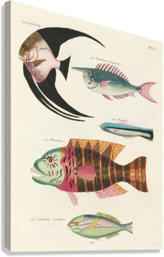 Colourful and surreal illustrations of fishes found in Moluccas Indonesia and the East Indies by Louis Renard 1678 -1746 from Histoire naturelle des plus rares curiositez de la mer des Indes 1754. Canvas Print