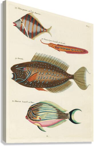 Colourful and surreal illustrations of fishes found in Moluccas Indonesia and the East Indies by Louis Renard 1678 -1746 from Histoire naturelle des plus rares curiositez de la mer des Indes 1754. Canvas Print