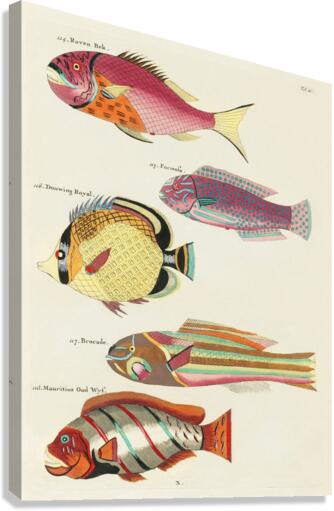 Colourful and surreal illustrations of fishes found in Moluccas Indonesia and the East Indies by Louis Renard 1678 -1746 from Histoire naturelle des plus rares curiositez de la mer des Indes 1754. Canvas Print