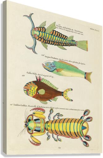 Colourful and surreal illustrations of fishes and other marine life found in Moluccas Indonesia and the East Indies by Louis Renard 1678 -1746 from Histoire naturelle des plus rares curiositez de la mer des Indes 1754. Canvas Print