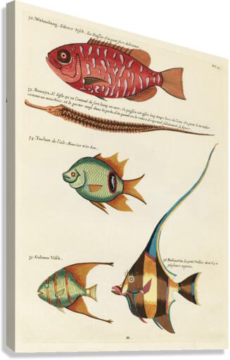 Colourful and surreal illustrations of fishes found in Moluccas Indonesia and the East Indies by Louis Renard 1678 -1746 from Histoire naturelle des plus rares curiositez de la mer des Indes 1754. Canvas Print