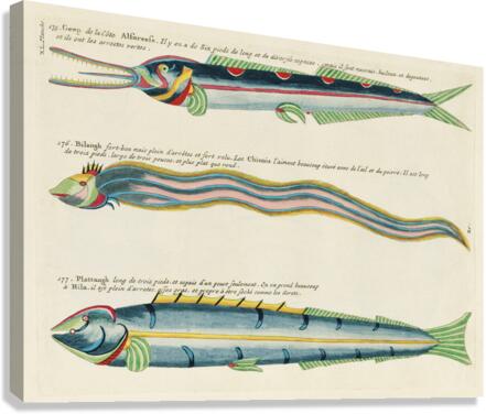 Illustrations of a siren and lobster found in the Moluccas Indonesia and the East Indies by Louis Renard 1678 -1746 from Histoire naturelle des plus rares curiositez de la mer des Indes 1754. Canvas Print