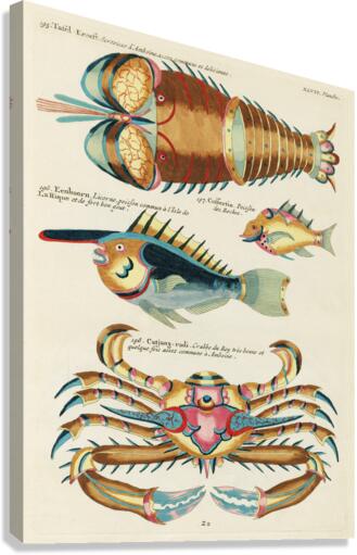 Colourful and surreal illustrations of fishes lobster and crab found in the Indian and Pacific Oceans by Louis Renard 1678 -1746 from Histoire naturelle des plus rares curiositez de la mer des Indes 1754. Canvas Print