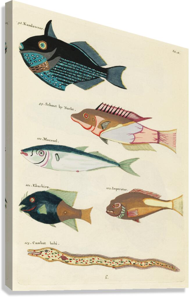 Colourful and surreal illustrations of fishes found in Moluccas Indonesia and the East Indies by Louis Renard 1678 -1746 from Histoire naturelle des plus rares curiositez de la mer des Indes 1754. Canvas Print
