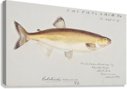 Antique fish prototroctes maraena australian grayling South Pacific Fishes by Frank Edward Clarke 1849-1899.  Canvas Print