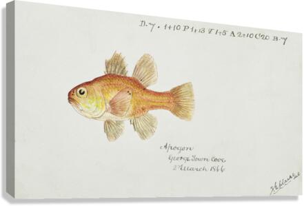 Antique fish vincentia conspera southern cardinalfish South Pacific Fishes by Frank Edward Clarke 1849-1899.  Canvas Print