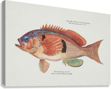 Antique fish caesioperca rasor sea perch South Pacific Fishes by Frank Edward Clarke 1849-1899.  Canvas Print