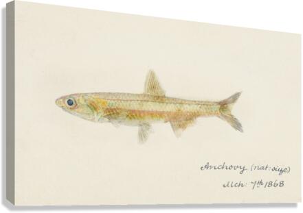 Antique fish engraulis australis anchovy South Pacific Fishes by Frank Edward Clarke 1849-1899.  Canvas Print