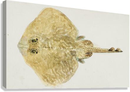 Antique fish sardinops neopilchardus pilchard South Pacific Fishes by Frank Edward Clarke 1849-1899.  Canvas Print