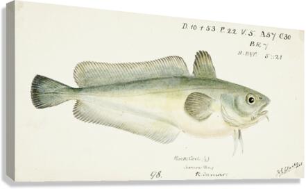 Antique fish Pseudophycis barbata Tas : Southern Bastard Red Cod South Pacific Fishes by Frank Edward Clarke 1849-1899.  Canvas Print