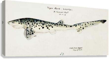 Antique fish Notorynchus cepedianus Tas : Broad seven-gill shark South Pacific Fishes by Frank Edward Clarke1849-1899.  Canvas Print
