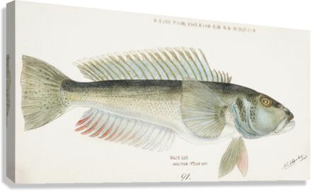 Antique fish Parapercis colias South Pacific Fishes by Frank Edward Clarke 1849-1899.  Canvas Print