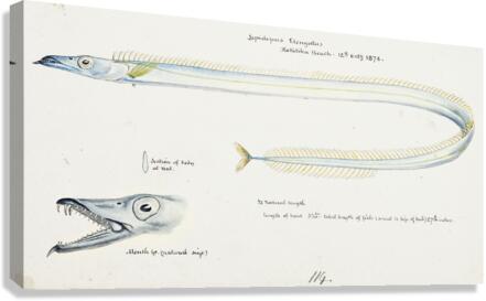 Antique fish Benthodesmus Elongatus South Pacific Fishes by Frank Edward Clarke 1849-1899.  Canvas Print