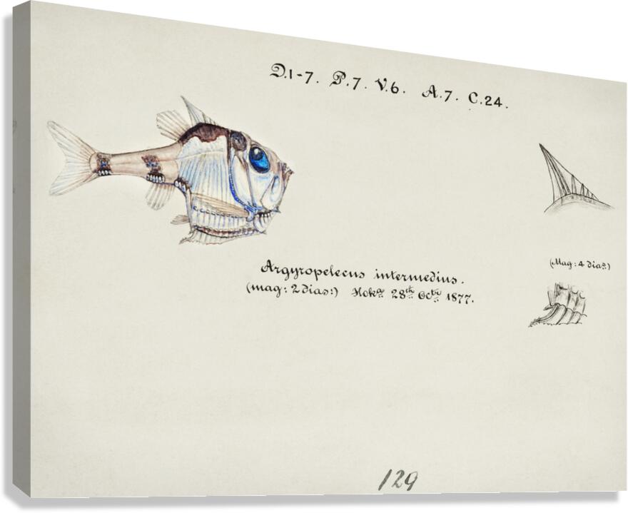 Antique drawing watercolor common hatchetfish marine life. South Pacific Fishes by Frank Edward Clarke 1849-1899. Canvas Print