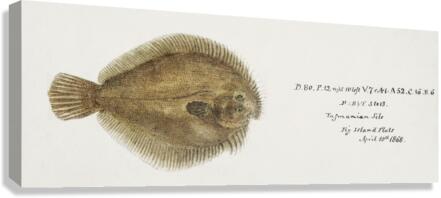 Antique fish possibly ammotretis sp flounder South Pacific Fishes by Frank Edward Clarke 1849-1899.  Canvas Print