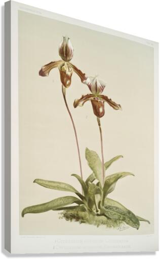 Cypripedium hybridum laucheanum cypripedium hybridum eyermanianum from Reichenbachia Orchids 1888-1894 illustrated by Frederick Sander 1847-1920.  Canvas Print
