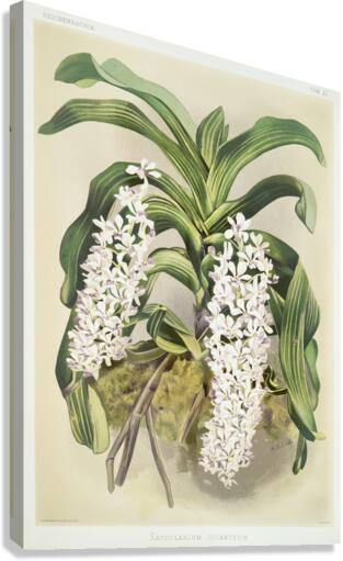 Cypripedium hybridum laucheanum cypripedium hybridum eyermanianum from Reichenbachia Orchids 1888-1894 illustrated by Frederick Sander 1847-1920.  Canvas Print
