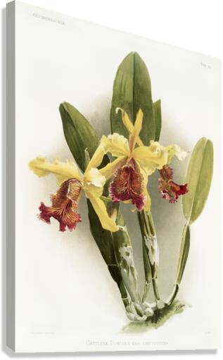 Cypripedium hybridum laucheanum cypripedium hybridum eyermanianum from Reichenbachia Orchids 1888-1894 illustrated by Frederick Sander 1847-1920.  Canvas Print