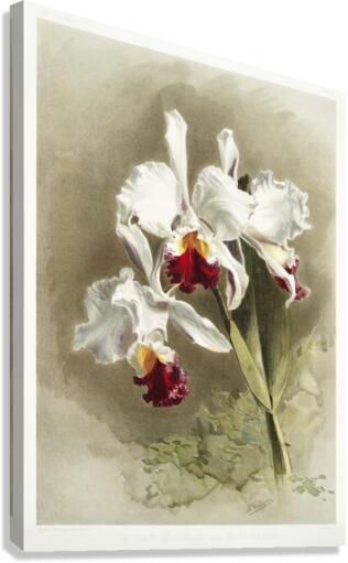 Lælio-cattleya elegans var blenheimensis from Reichenbachia Orchids 1888-1894 illustrated by Frederick Sander 1847-1920.  Canvas Print