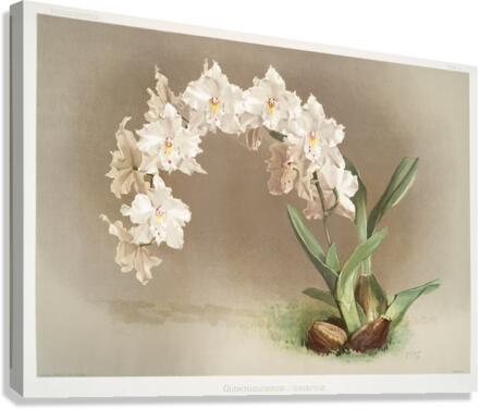 Odontoglossum crispum from Reichenbachia Orchids 1888-1894 by Frederick Sander 1847-1920.  Canvas Print
