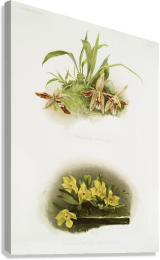 Paphinia rugosa Zygopetalum xanthinum from Reichenbachia Orchids 1888-1894 illustrated by Frederick Sander 1847-1920.  Canvas Print