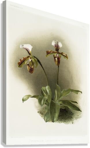 Cypripedium lathamianum inversum from Reichenbachia Orchids 1888-1894 illustrated by Frederick Sander 1847-1920.  Canvas Print