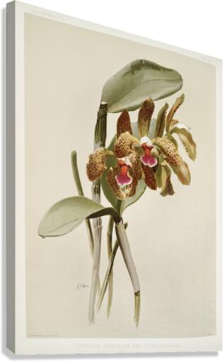 Cattleya granulosa var schofieldiana from Reichenbachia Orchids 1888-1894 illustrated by Frederick Sander 1847-1920.  Canvas Print