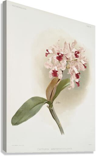 Cattleya amethystoglossa from Reichenbachia Orchids 1888-1894 illustrated by Frederick Sander 1847-1920.  Canvas Print