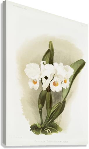 Cattleya schroederoe alba from Reichenbachia Orchids 1888-1894 illustrated by Frederick Sander 1847-1920.  Canvas Print