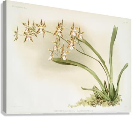 Odontoglossum sanderianum from Reichenbachia Orchids 1888-1894 illustrated by Frederick Sander 1847-1920.  Canvas Print