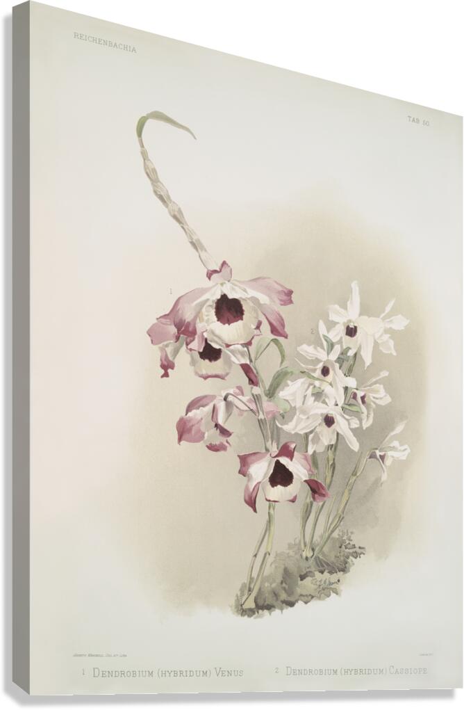 Dendrobium hybridum venus Dendrobium hybridum cassiope from Reichenbachia Orchids 1888-1894 illustrated by Frederick Sander 1847-1920.  Canvas Print