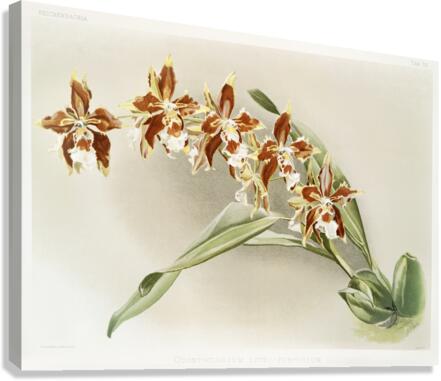 Odontoglossum luteo-purpureum from Reichenbachia Orchids 1888-1894 illustrated by Frederick Sander 1847-1920.  Canvas Print