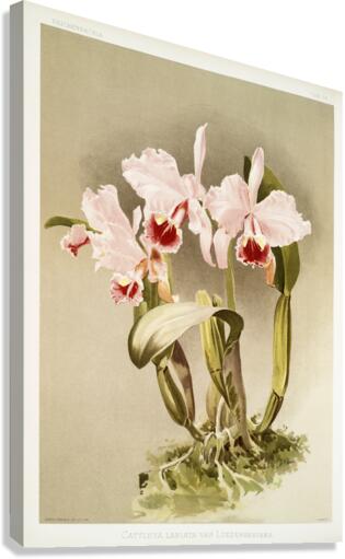 Cattleya labiata var luedemanniana from Reichenbachia Orchids 1888-1894 illustrated by Frederick Sander 1847-1920.  Canvas Print