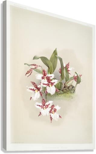 Odontoglossum rossii from Reichenbachia Orchids 1888-1894 by Frederick Sander 1847-1920.  Canvas Print