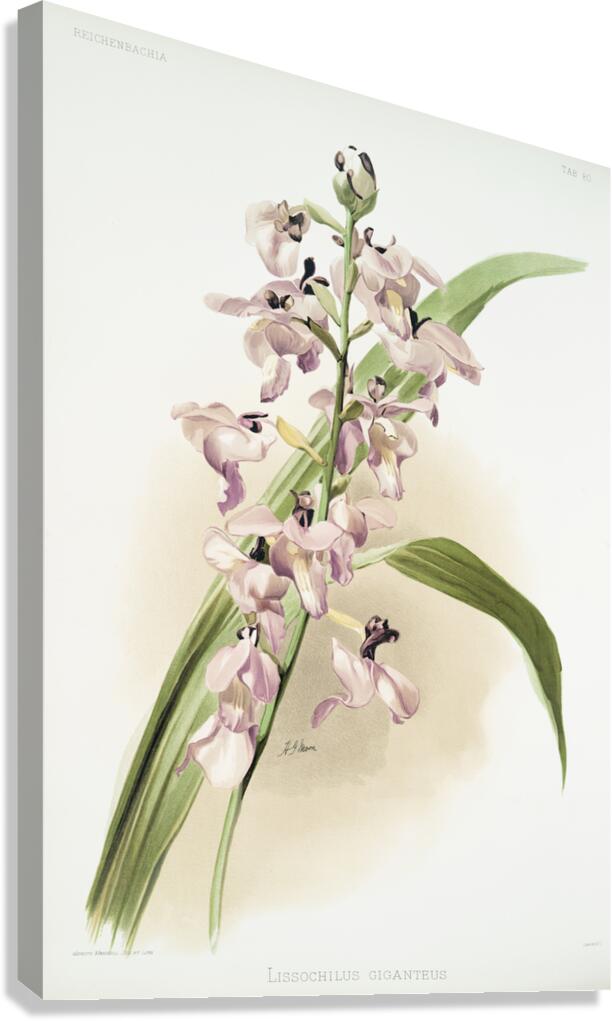 Lissochilus giganteus from Reichenbachia Orchids 1888-1894 illustrated by Frederick Sander 1847-1920.  Canvas Print