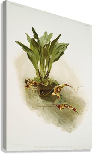 Masdevallia chimæra var mooreana from Reichenbachia Orchids 1888-1894 illustrated by Frederick Sander 1847-1920.  Canvas Print