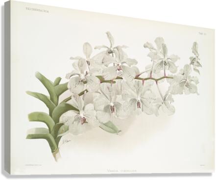 Vanda ccerulea from Reichenbachia Orchids 1888-1894 illustrated by Frederick Sander 1847-1920.  Canvas Print